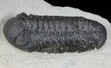Spiny Cyphaspis & Austerops Trilobite Association #69749-5